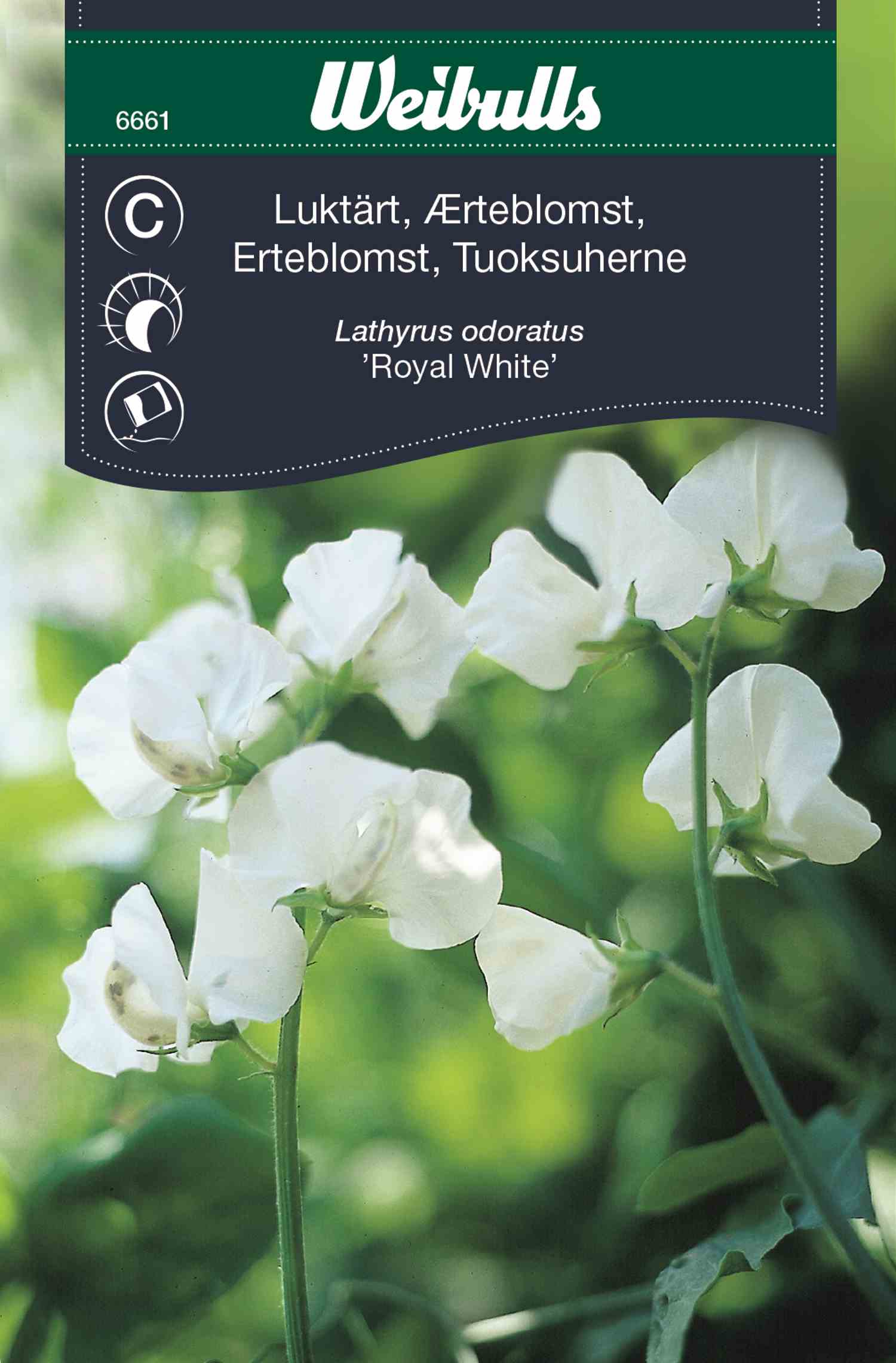 Sweet Pea en el grupo con GPLSHOP (6661)