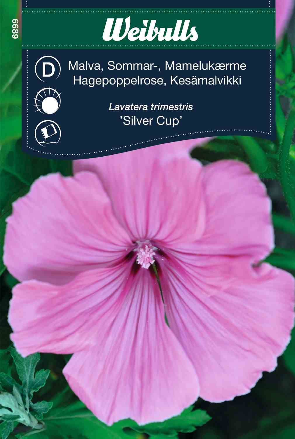 Malva Silver Cup Sommer 6689 in der Gruppe  bei GPLSHOP (6689)