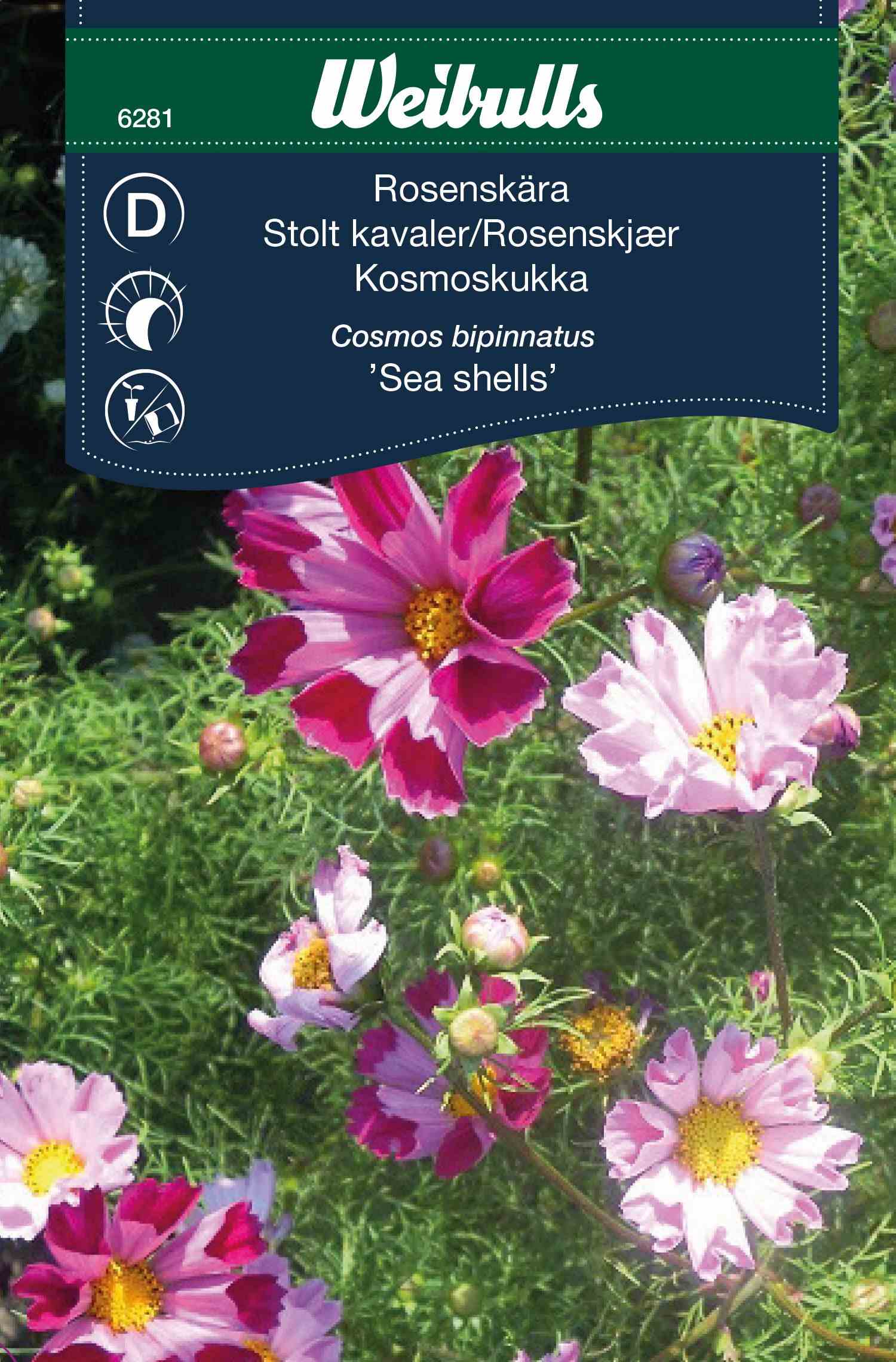 Rosa Muscheln 6281 in der Gruppe  bei GPLSHOP (6281)