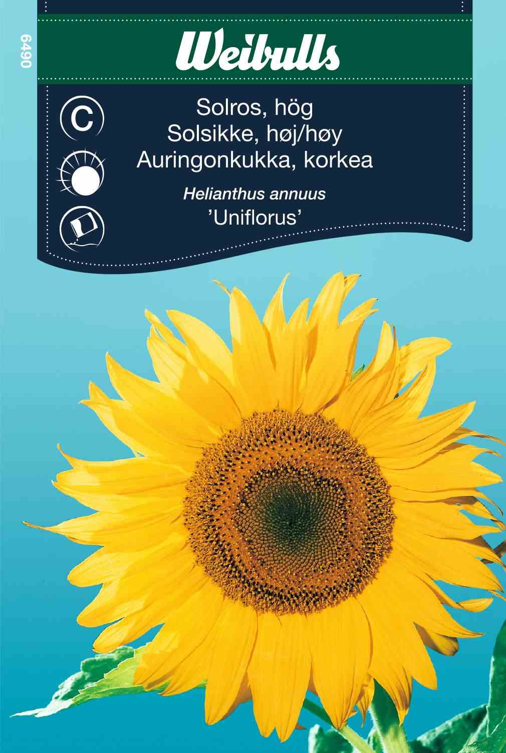 Sunflowers uniflorus in der Gruppe  bei GPLSHOP (6490)