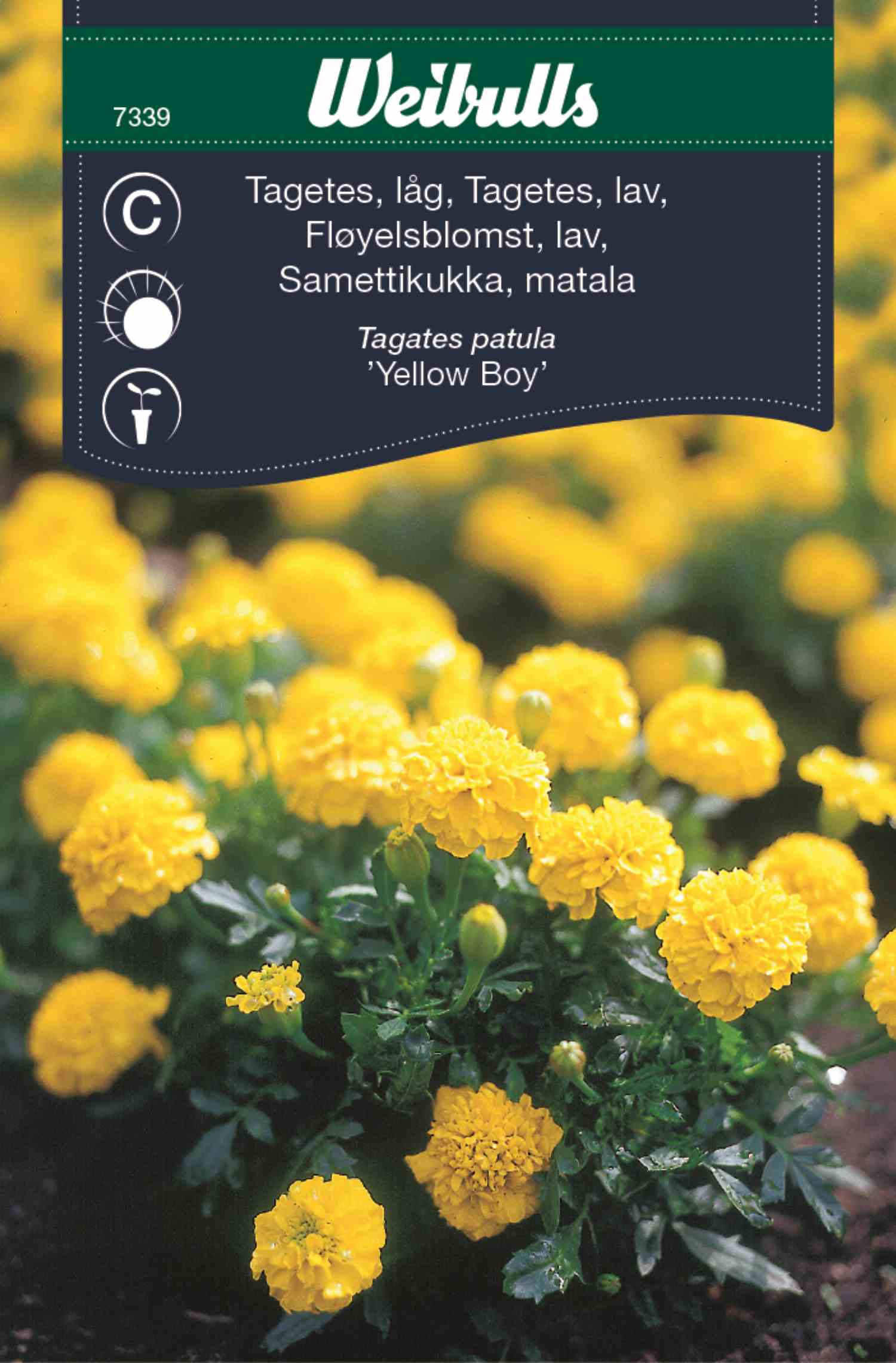 Tagetes låg yellow boy w grupie w GPLSHOP (7339)