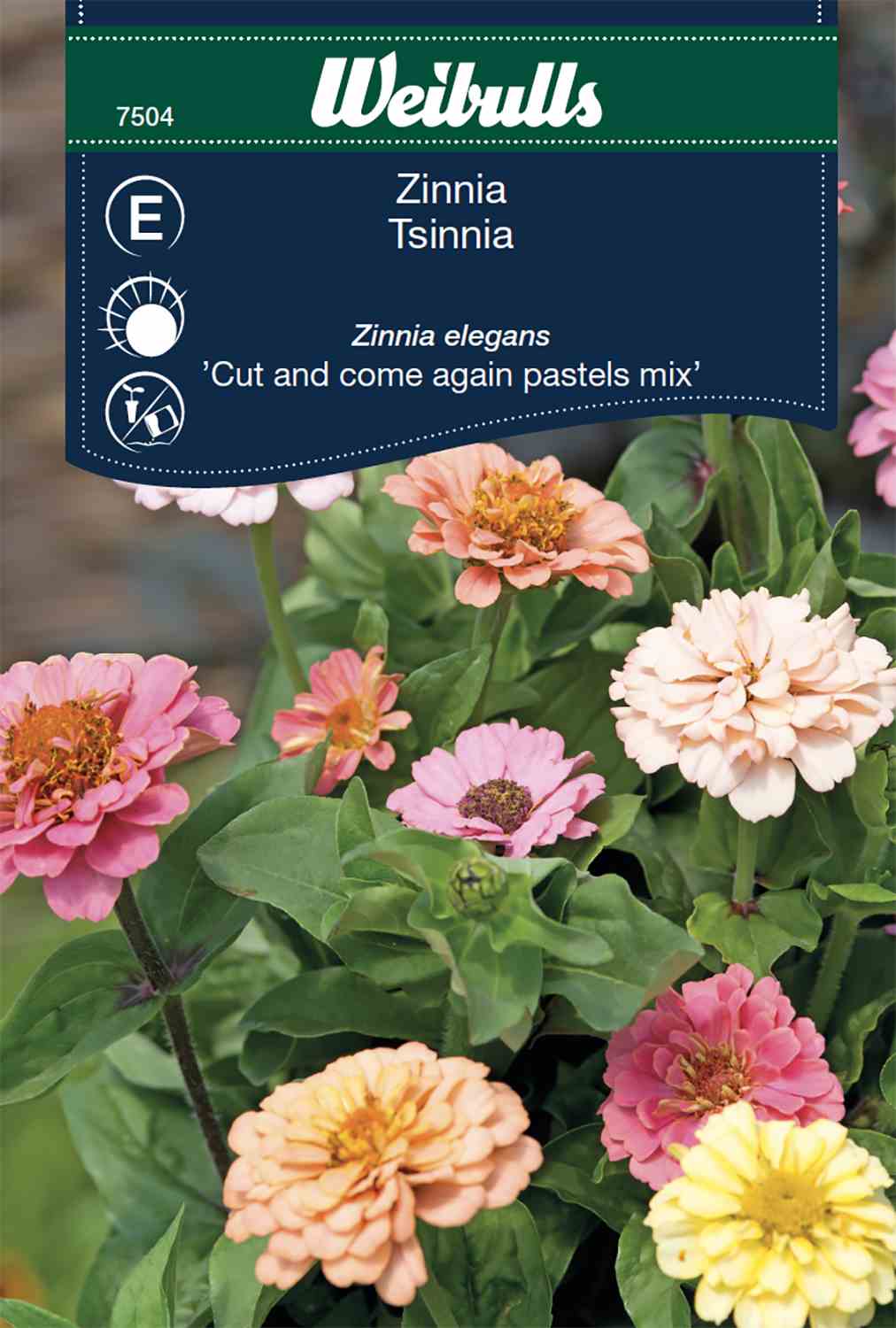 Zinnia elegans nel gruppo presso GPLSHOP (7504)