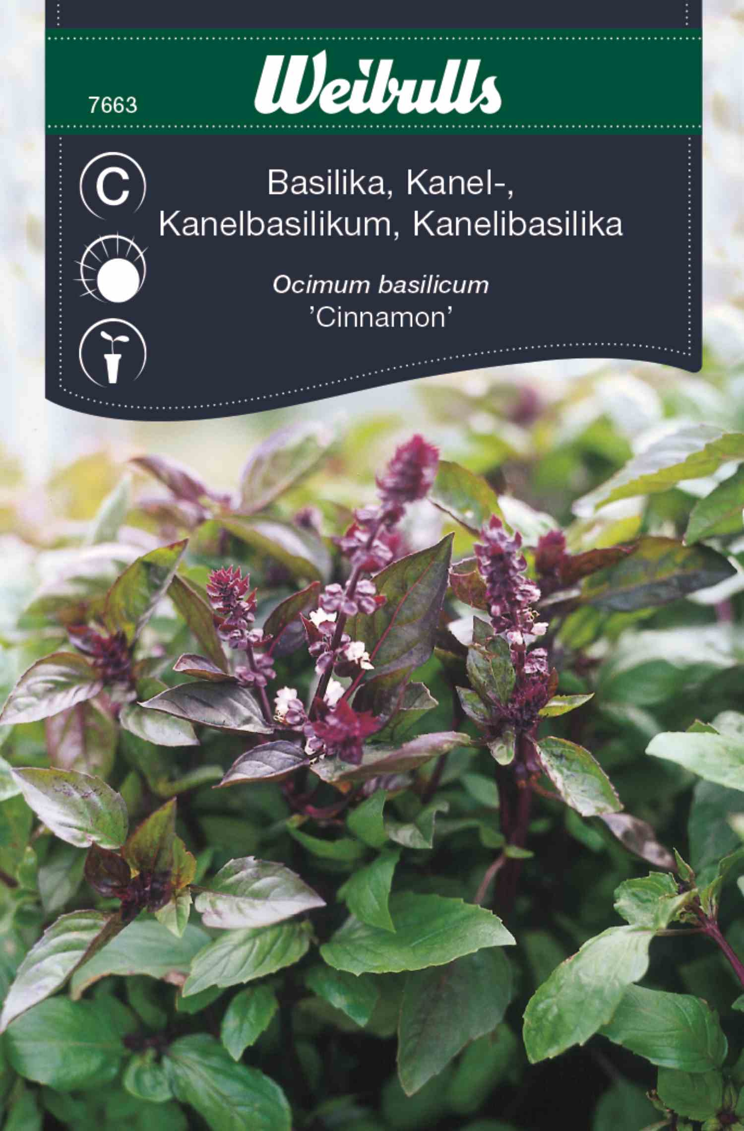 Basil cinnamon in der Gruppe  bei GPLSHOP (7663)