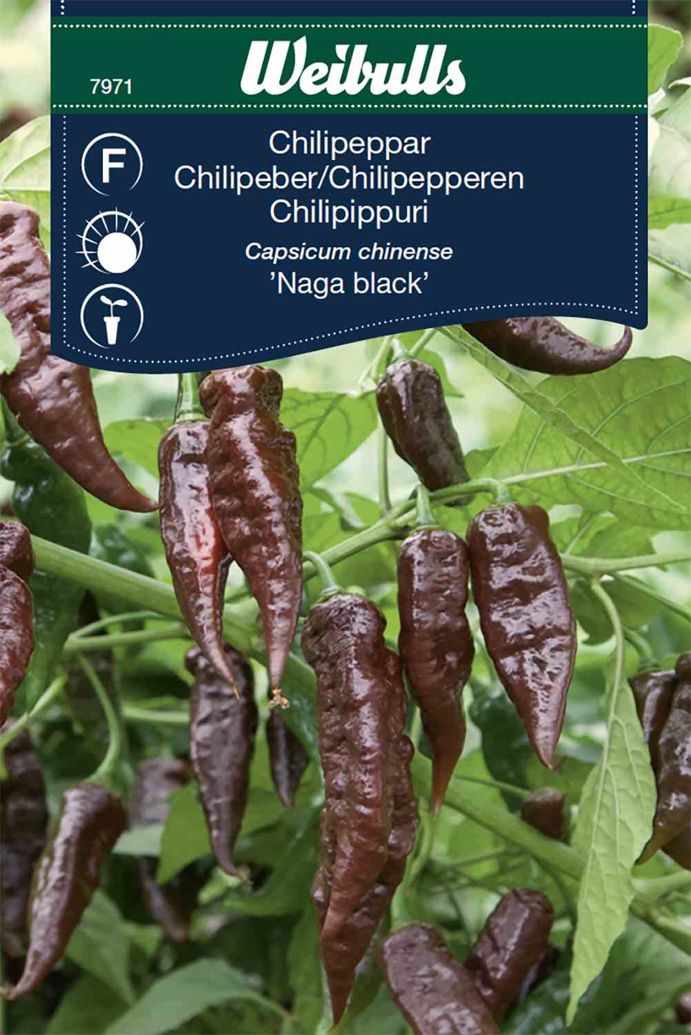 Chilischote Naga Schwarz 7971 in der Gruppe  bei GPLSHOP (7971)