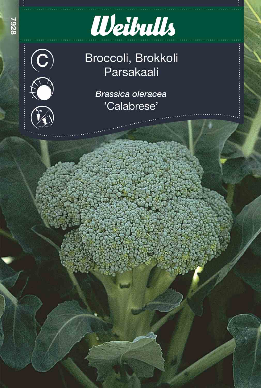 Cabbage, Broccoli in der Gruppe  bei GPLSHOP (7928)