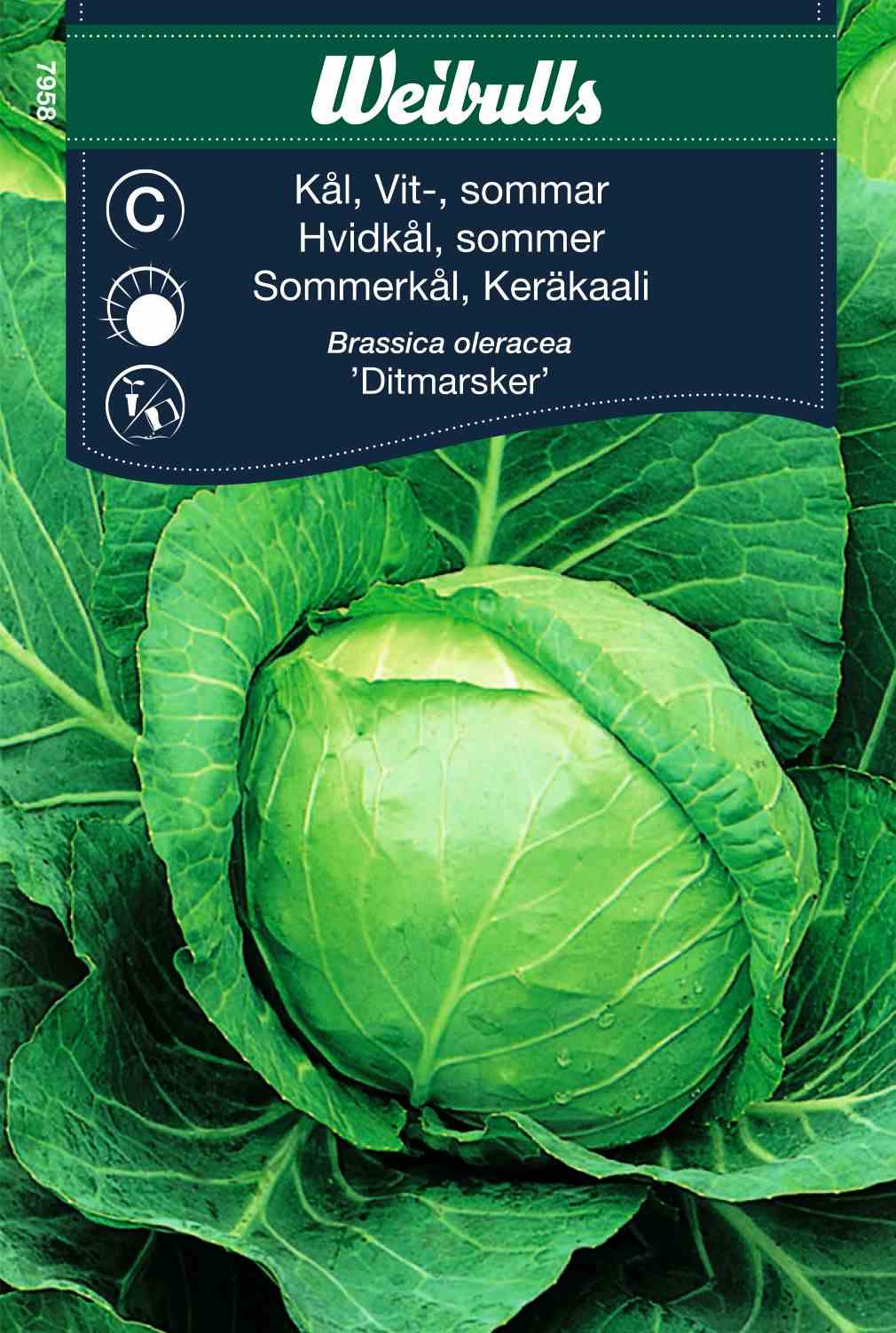 Cabbage, head white summer in der Gruppe  bei GPLSHOP (7958)