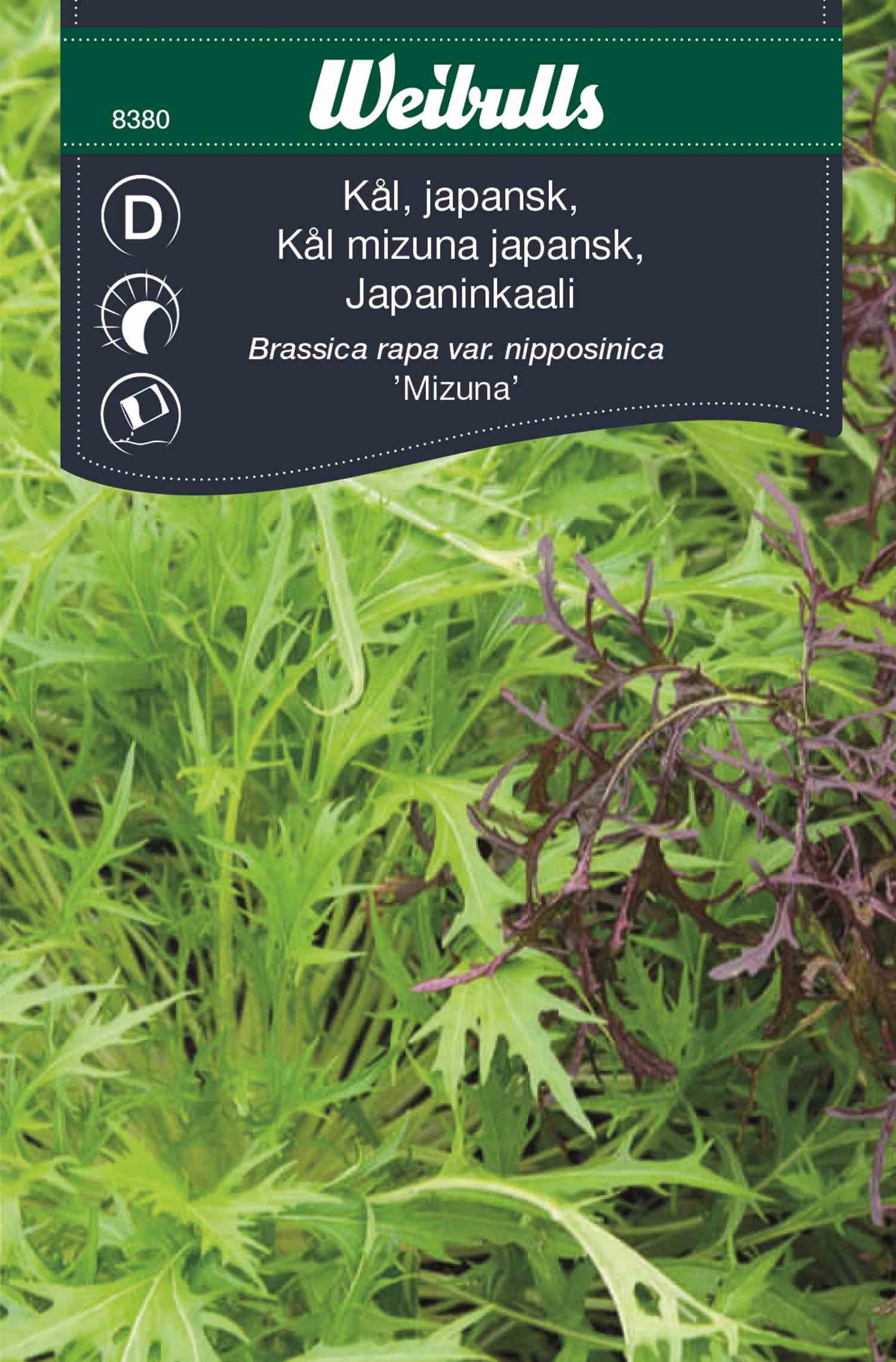 CabbCabbage, Mizuna, Asianage, Mizuna, Asian in der Gruppe  bei GPLSHOP (8380)