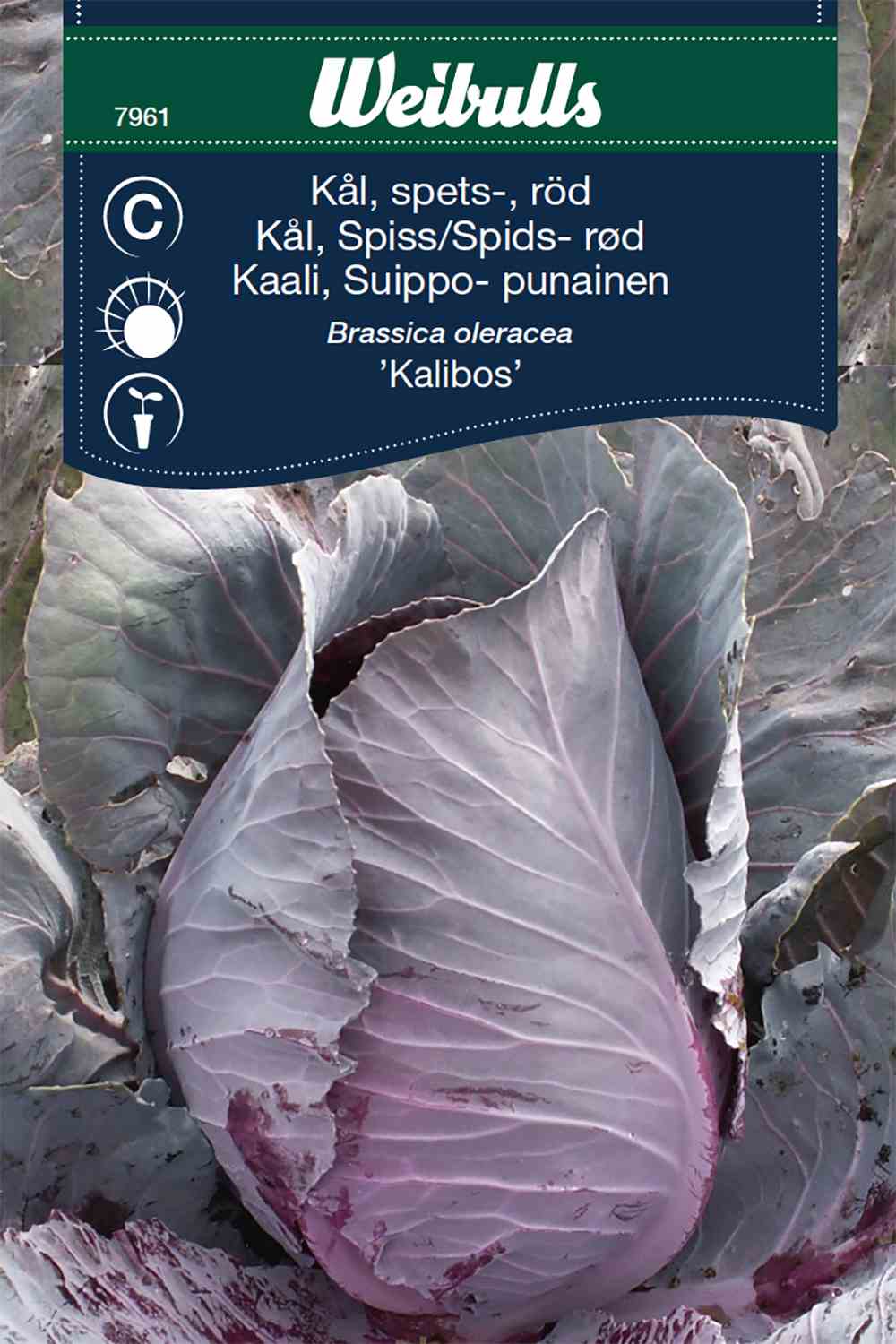 Cabbage, red Kalibos in der Gruppe  bei GPLSHOP (7961)