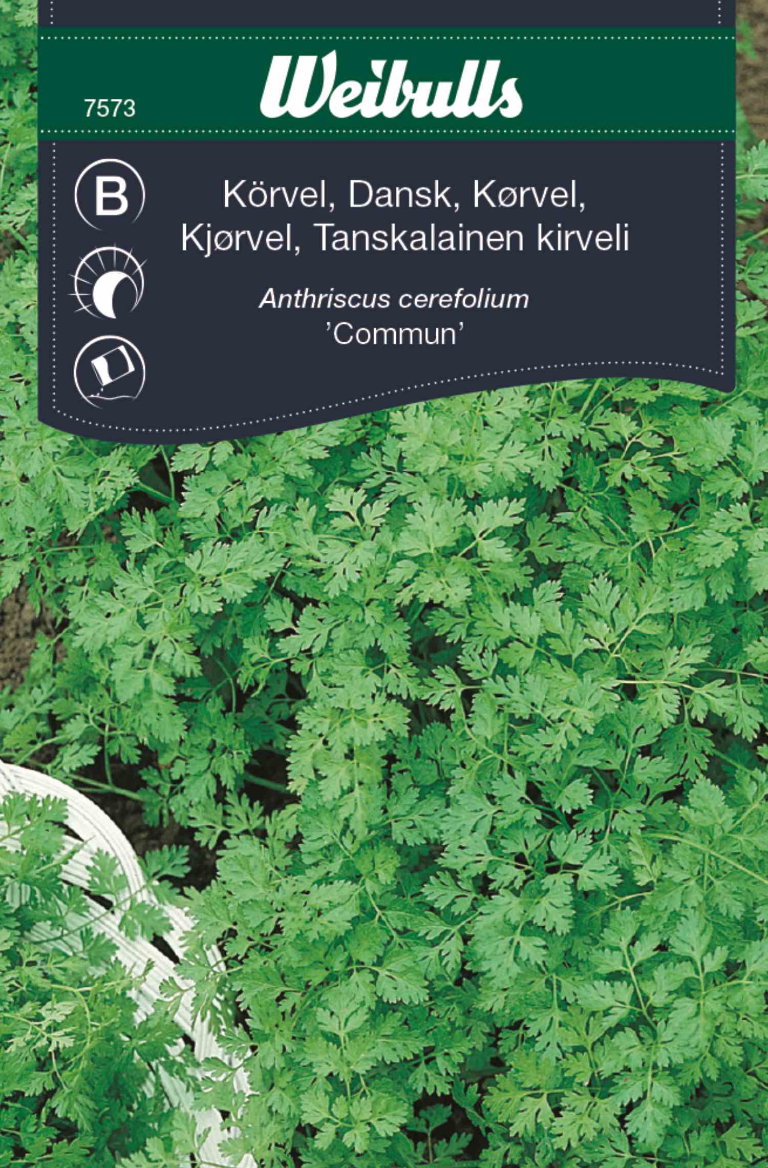 Chervil  in der Gruppe  bei GPLSHOP (7573)