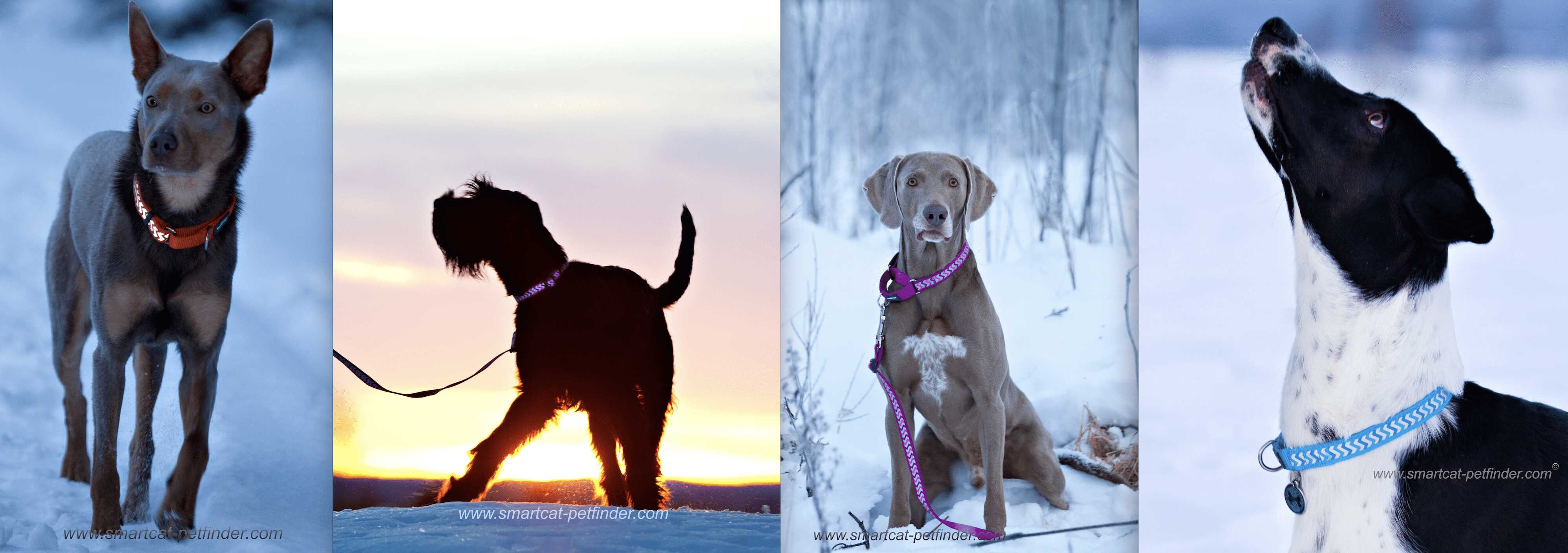 Hundhalsband halvstryp med reflex och snabbspänne från Red Dingo
