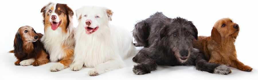 Allt till din hund hittar du hos SmartCat Brett kvalitetssortiment för Hundar stora som små! Hundkoppel hundselar hundhalsband och mycket mer.