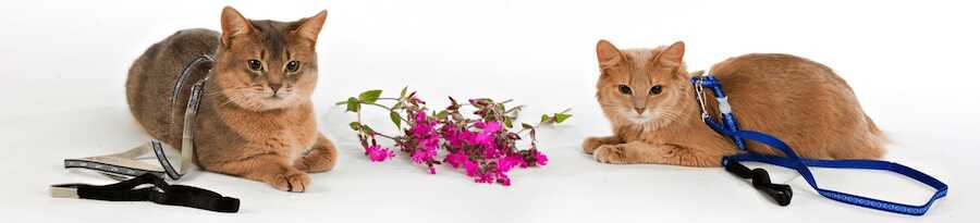 Kattsele av toppkvalitet. Fina kattselar från Red Dingo i mjukt men slitstark nylon och snygga färger. Välkommen till SmartCat
