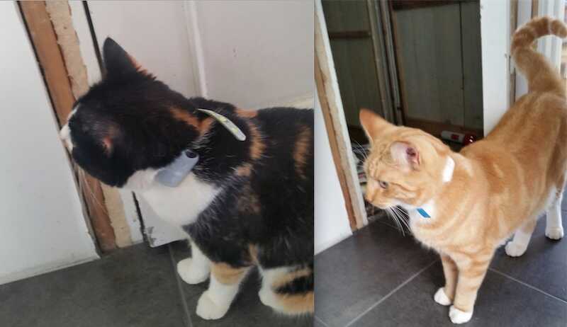 Fina Katter med SmartCat Katt Pejl M500s