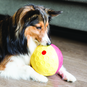 Nina Ottosson Advanced Twister Dog Puzzle – HEALTHY SPOT