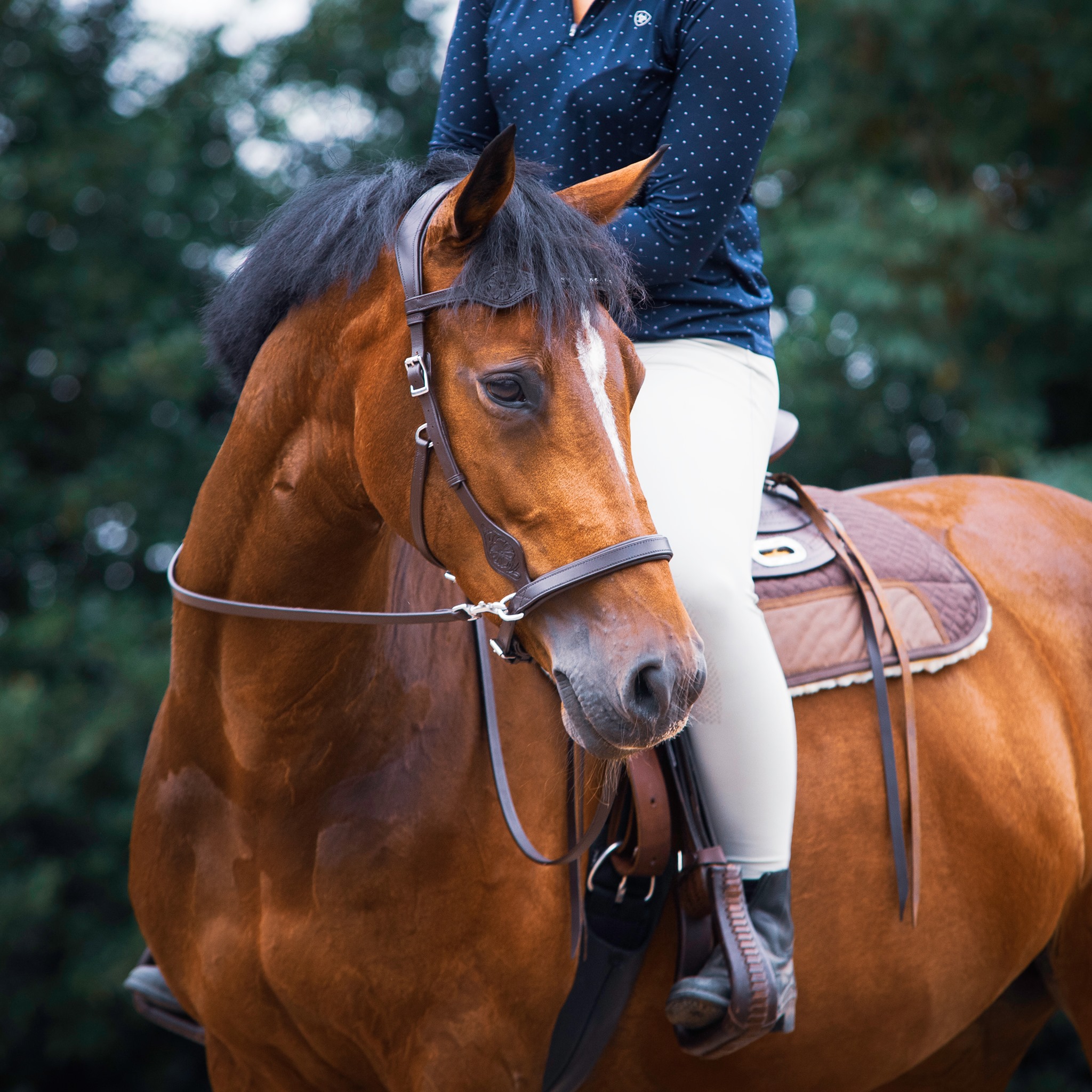 F.R.A. Dandy hos Taur
