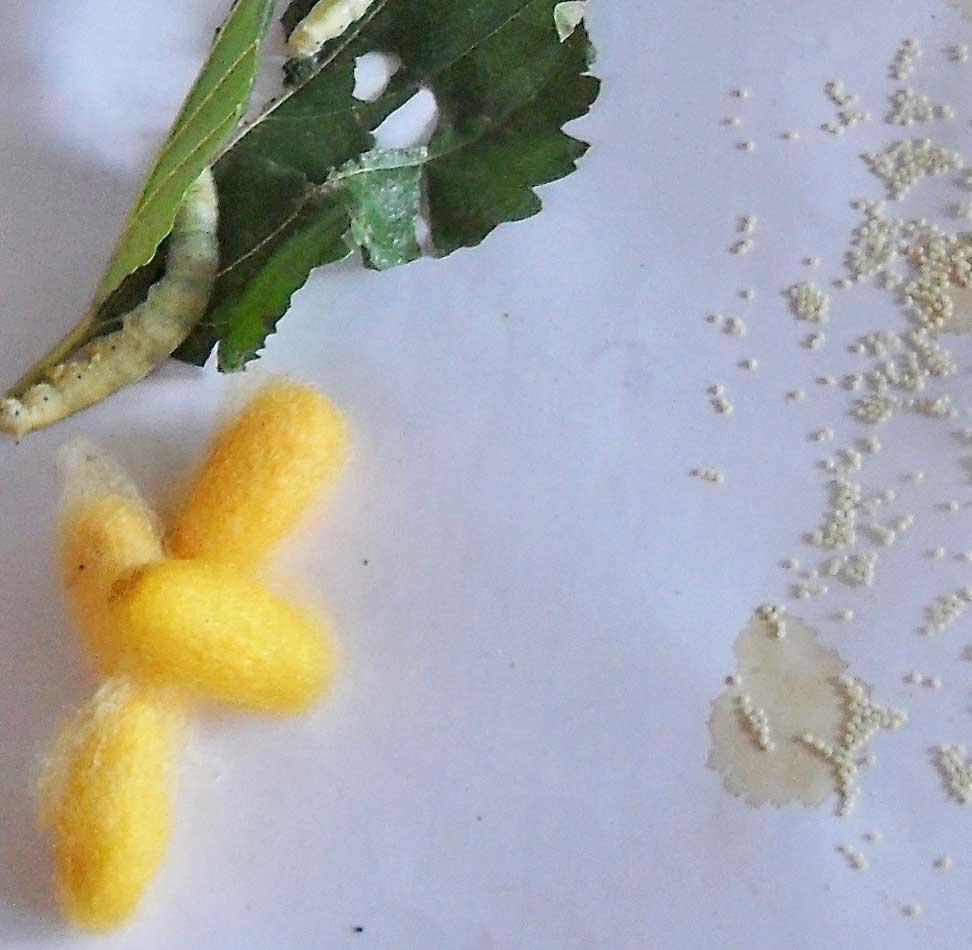 Silkestillverkning olika stadier