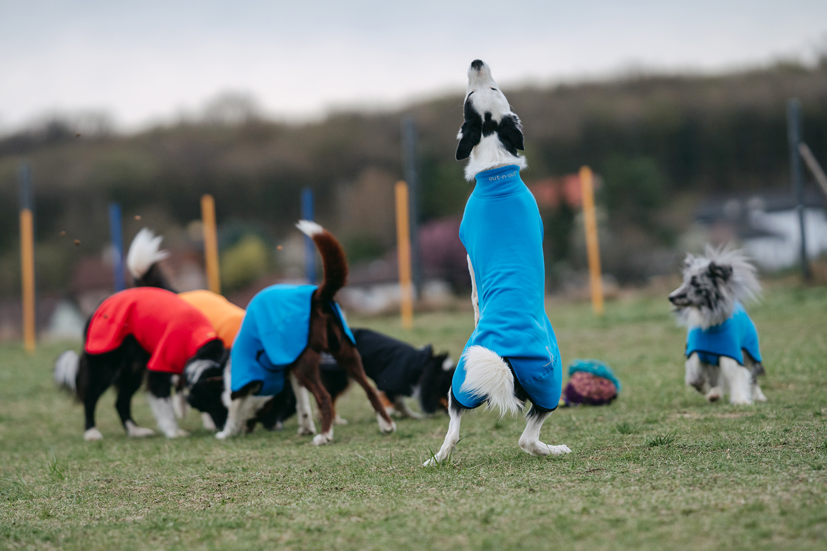 Border collies and shelties