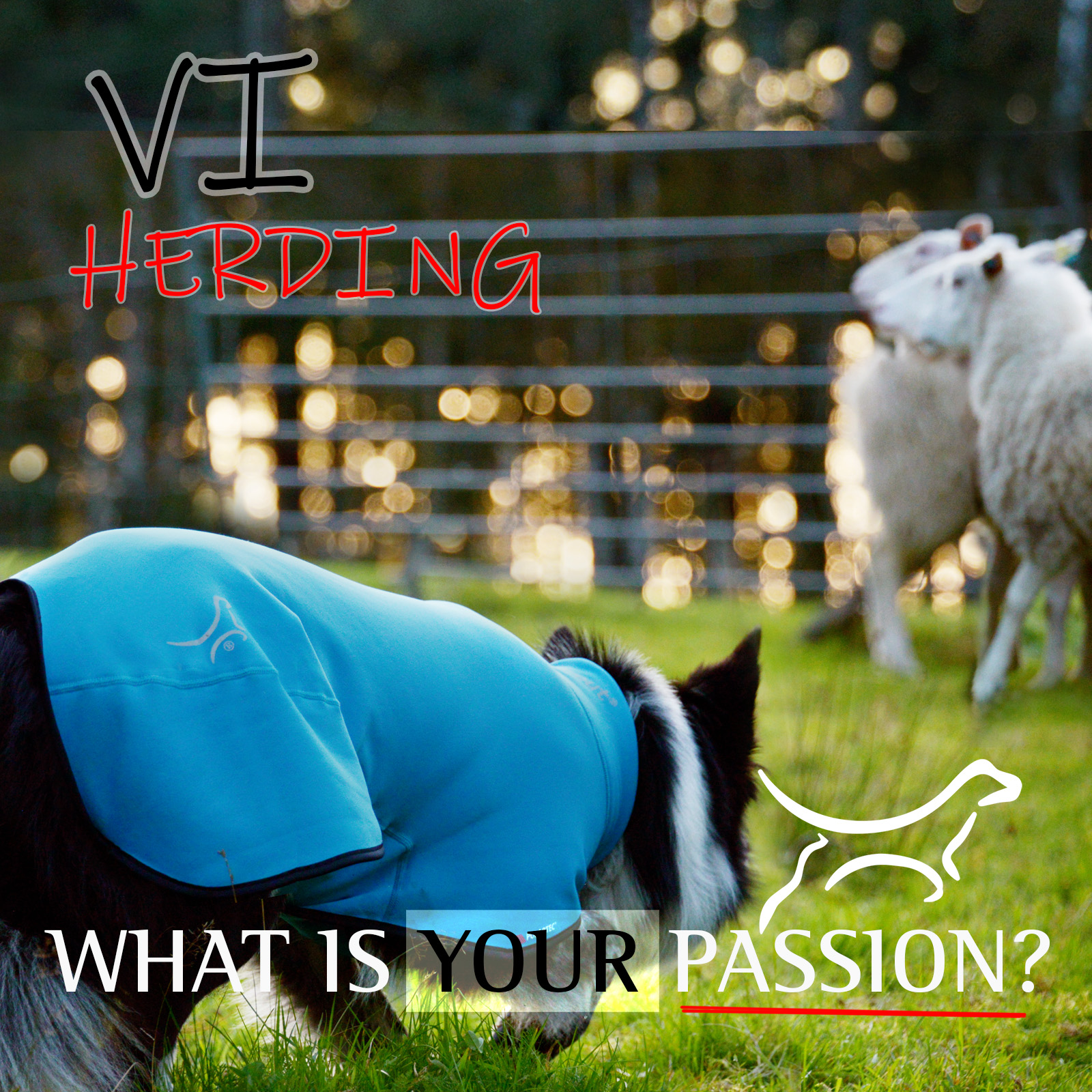 Vis Passion  - Herding dog 