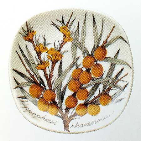 Esteri Tomula Arabia Botanica Hippophaë rhamnoides (Sea-buckthorn), 1984–1986