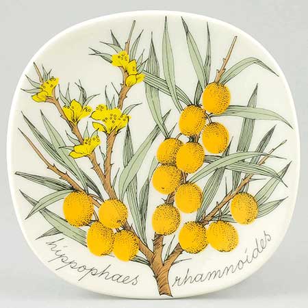 Esteri Tomula Arabia Botanica Hippophaë rhamnoides (Sea-buckthorn), 1984–1986