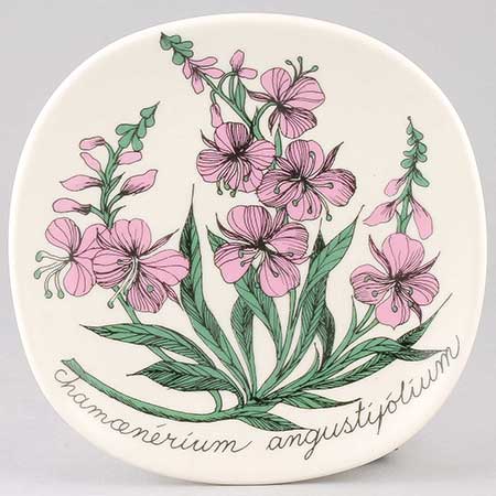 Esteri Tomula Arabia Botanica Chamaenerion angustifolium (Fireweed), 1982–1983