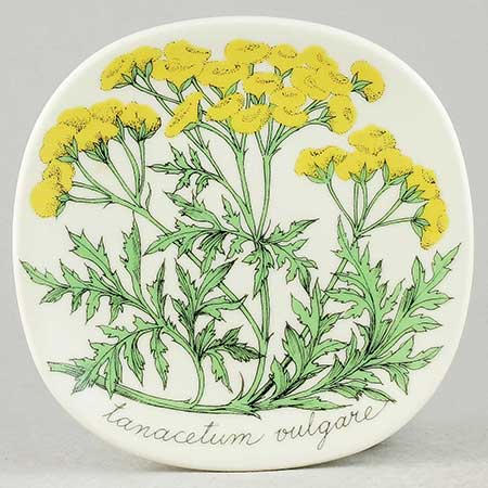 Esteri Tomula Arabia Botanica Tanacetum vulgare (Tansy), 1984–1985