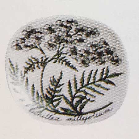 Esteri Tomula Arabia Botanica Achillea millefolium (Yarrow), 1984–1985