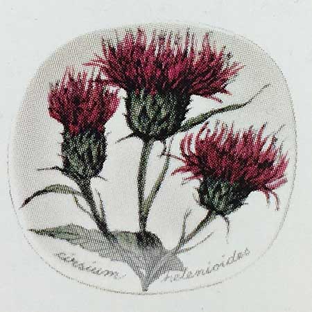Esteri Tomula Arabia Botanica Cirsium helenioides (Melancholy thistle), 1986–1987