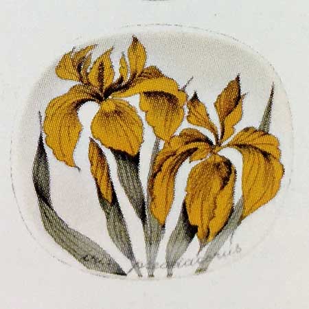 Esteri Tomula Arabia Botanica Iris pseudacorus (Yellow flag), 1986–1987