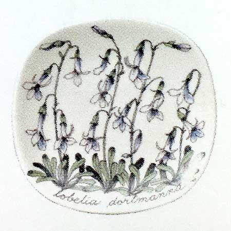 Esteri Tomula Arabia Botanica Lobelia dortmanna (Water lobelia), 1986–1987