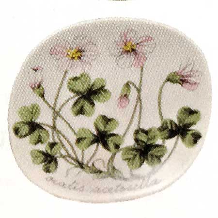 Esteri Tomula Arabia Botanica Oxalis acetosella (Wood sorrel ), 1988–1989