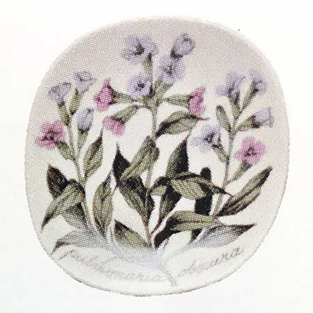 Esteri Tomula Arabia Botanica Pulmonaria officinalis (Lungwort), 1988–1989