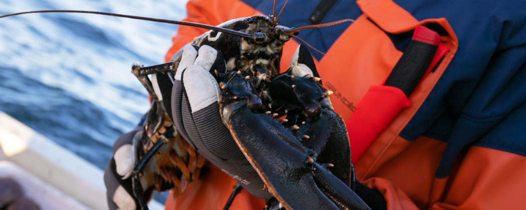 Lobster fishing Clothes 