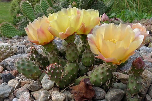 Cold hardy cacti  