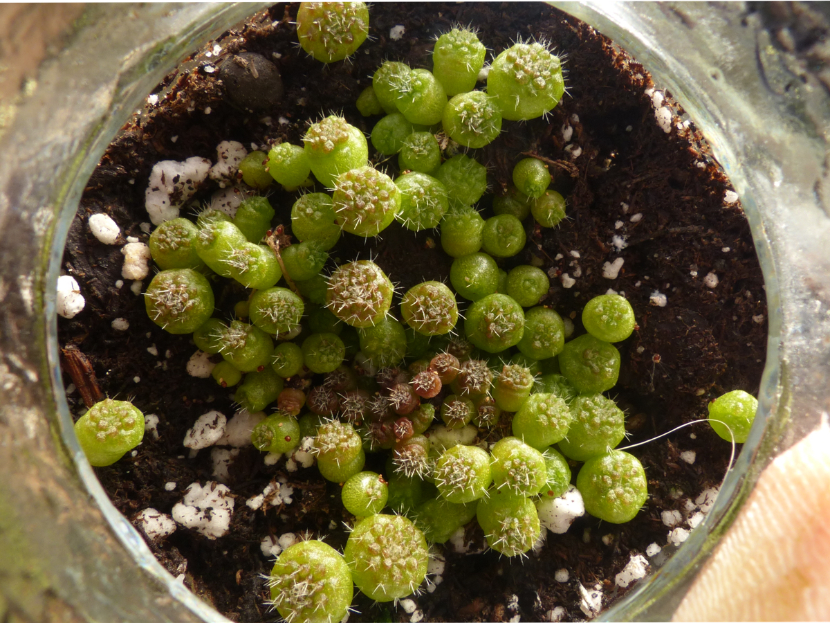 Parodia - små fröplantor snart redo att skolas om