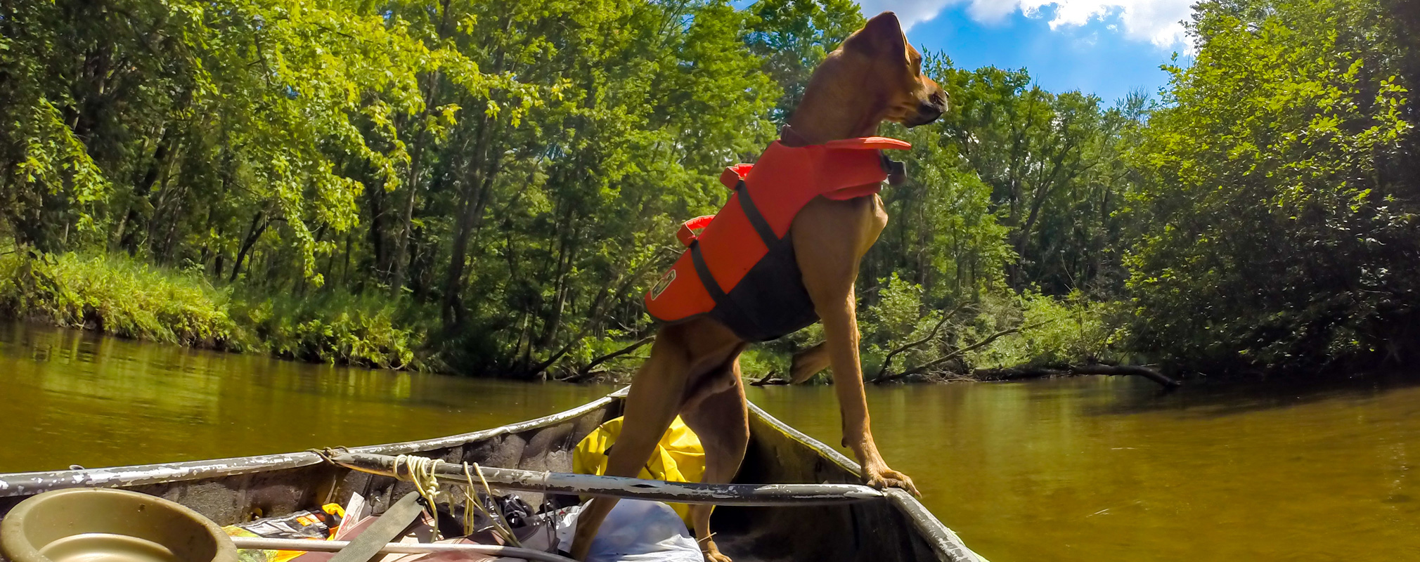 Life Jackets for Dogs PETSTER