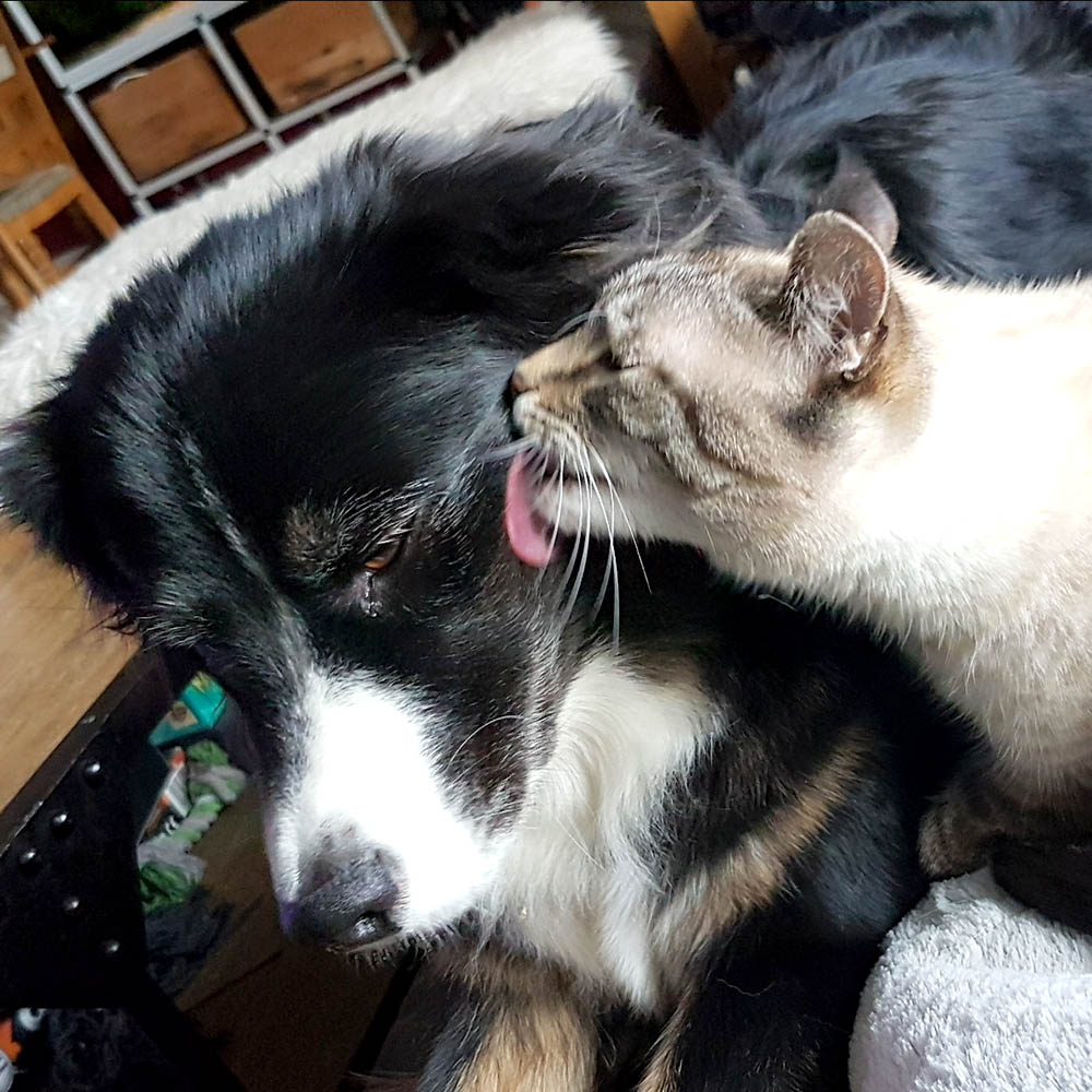 Cleo och katten