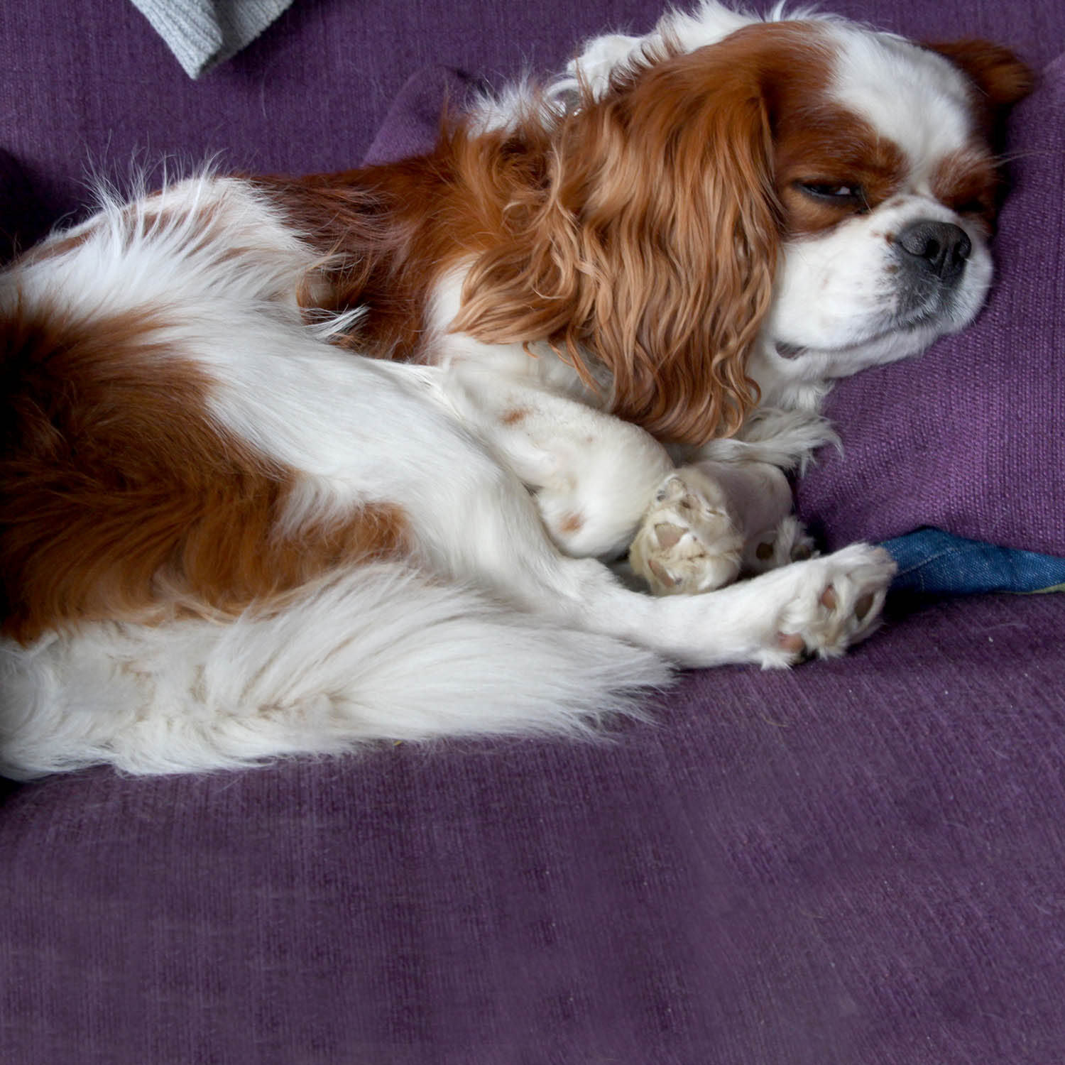 King Charles cavalier Nicke