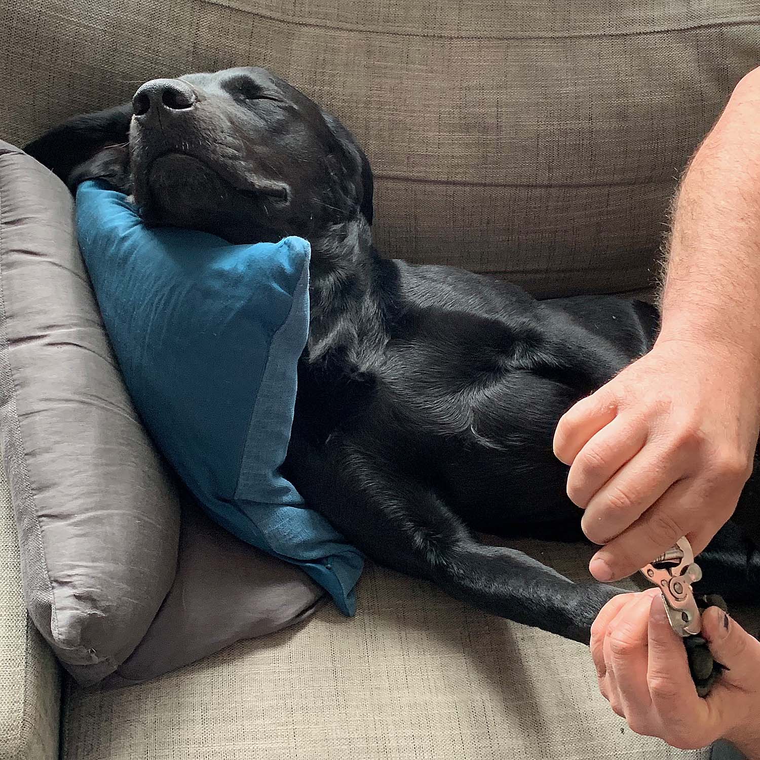 Labradoren Frank