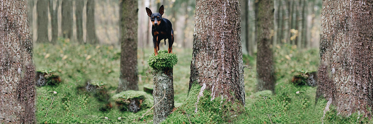 Balance for the dog