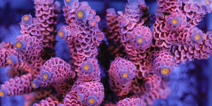 Corals  