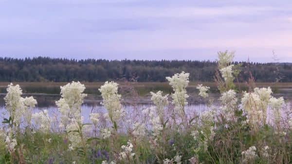 Älgört, älggräs