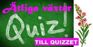 Quiz