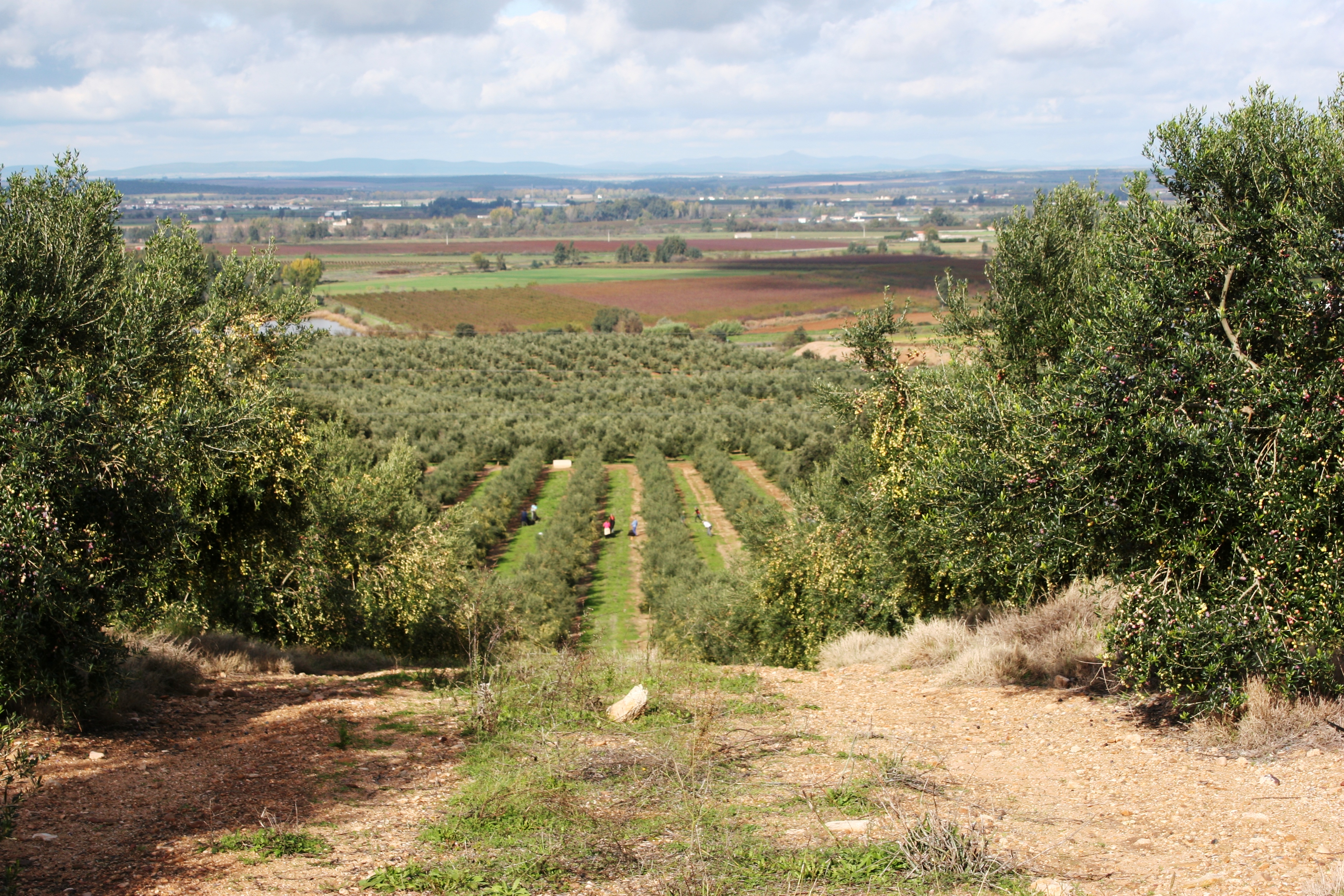 mdvolivefields Marqués de Valdueza
