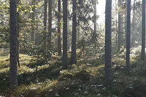   Nordisk lantlig design som doftar skog